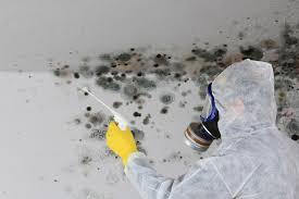 Best Mold Damage Restoration  in Ladera, CA